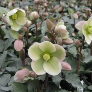Helleborus 'Ivory Prince', Christmas Rose 'Ivory Prince', Lenten Rose 'Ivory Prince', Black Hellebore 'Ivory Prince', Helleborus x nigersmithii, White Hellebore,  Helleborus 'Walhelivor'