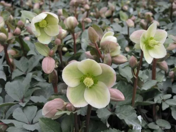 Helleborus 'Ivory Prince', Christmas Rose 'Ivory Prince', Lenten Rose 'Ivory Prince', Black Hellebore 'Ivory Prince', Helleborus x nigersmithii, White Hellebore,  Helleborus 'Walhelivor'