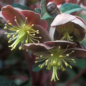 Helleborus Lividus,Majorcan Hellebore, Blue-Grey Hellebore, Purple Hellebore, Pink flowers, Pink Hellebores, shade plants