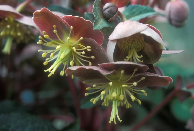 Helleborus Lividus,Majorcan Hellebore, Blue-Grey Hellebore, Purple Hellebore, Pink flowers, Pink Hellebores, shade plants