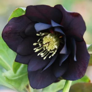 Helleborus Midnight Ruffles, Hellebore 'Midnight Ruffles', Lenten Rose 'Midnight Ruffles',Black Hellebore, Dark Hellebore, Double Hellebore, Double Lenten Rose