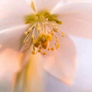 Helleborus Niger, Christmas Rose, Bear's Foot, Black Hellebore, Brumal Rose, Christmas Plant, Christopher's Herb, Christ's Herb, Clove-Tongue, St Agnes' Rose, White Hellebores