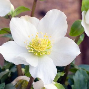 Helleborus Niger 'HGC Jacob', Christmas Rose 'HGC Jacob', Bear's Foot 'HGC Jacob', Black Hellebore 'HGC Jacob', Brumal Rose 'HGC Jacob', Christmas Plant 'HGC Jacob', Christopher's Herb 'HGC Jacob', Christ's Herb 'HGC Jacob', Clove-Tongue 'HGC Jacob', St Agnes' Rose 'HGC Jacob', White Hellebores