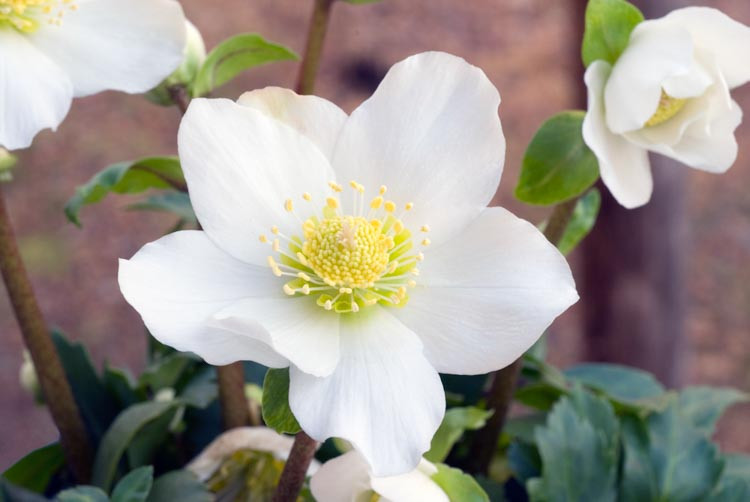 Helleborus Niger 'HGC Jacob', Christmas Rose 'HGC Jacob', Bear's Foot 'HGC Jacob', Black Hellebore 'HGC Jacob', Brumal Rose 'HGC Jacob', Christmas Plant 'HGC Jacob', Christopher's Herb 'HGC Jacob', Christ's Herb 'HGC Jacob', Clove-Tongue 'HGC Jacob', St Agnes' Rose 'HGC Jacob', White Hellebores
