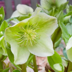 Helleborus × Nigercors 'HGC Green Corsican', Helleborus 'HGC Green Corsican', Helleborus 'Green Corsican', Helleborus Gold Collection, White Hellebore, White Lenten Rose