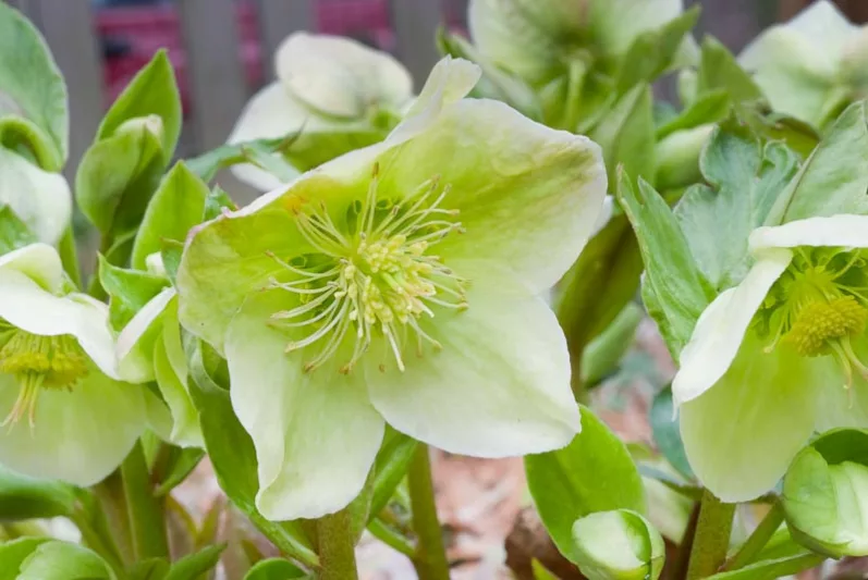 Helleborus × Nigercors 'HGC Green Corsican', Helleborus 'HGC Green Corsican', Helleborus 'Green Corsican', Helleborus Gold Collection, White Hellebore, White Lenten Rose
