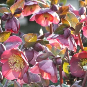 Helleborus 'Penny's Pink',Hellebore 'Penny's Pink', Lenten Rose 'Penny's Pink', Rodney Davey Marbled Group, Pink Hellebore, Single Hellebore