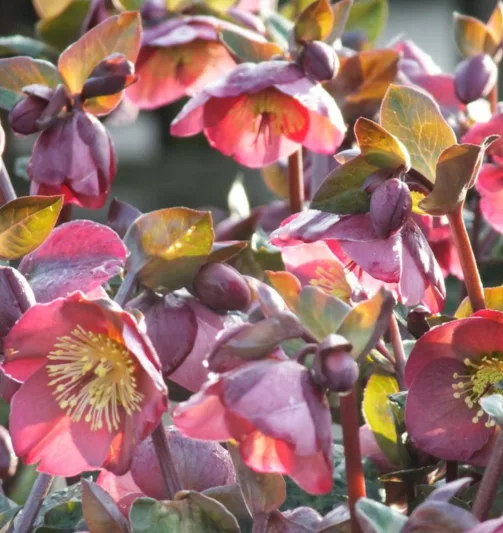 Helleborus 'Penny's Pink',Hellebore 'Penny's Pink', Lenten Rose 'Penny's Pink', Rodney Davey Marbled Group, Pink Hellebore, Single Hellebore