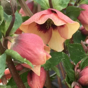 Helleborus Sandy Shores, Hellebore 'Sandy Shores', Lenten Rose 'Sandy Shores', Apricot Hellebore, Pink Hellebore, Single Hellebore, Single Lenten Rose