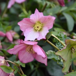 Helleborus 'Walberton's Rosemary',Christmas Rose 'Walberton's Rosemary', Lenten Rose 'Walberton's Rosemary', Helleborus 'Walhero', Hellebore 'Walberton's Rosemary', Pink Hellebore