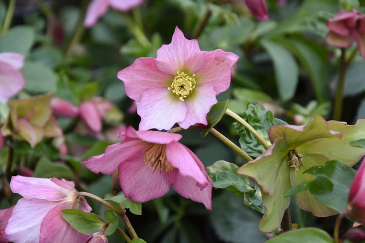 Helleborus 'Walberton's Rosemary',Christmas Rose 'Walberton's Rosemary', Lenten Rose 'Walberton's Rosemary', Helleborus 'Walhero', Hellebore 'Walberton's Rosemary', Pink Hellebore