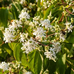 Heptacodium Miconioides, Seven Son Flower, Seven Son Flower Tree,  Seven Son Flower of Zhejiang, Flowering shrub, pink flowers, white flowers