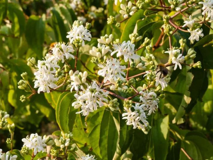 Heptacodium Miconioides, Seven Son Flower, Seven Son Flower Tree,  Seven Son Flower of Zhejiang, Flowering shrub, pink flowers, white flowers