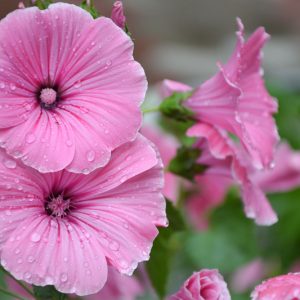 Hibiscus 'Airbrush Effect', Rose Mallow 'Airbrush Effect', Shrub Althea 'Airbrush Effect, Flowering Shrub, Pink flowers, Pink Hibiscus