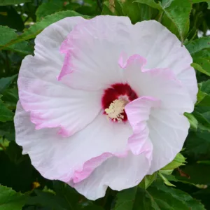 Hibiscus 'Ballet Slippers', Rose Mallow 'Ballet Slippers', Shrub Althea 'Ballet Slippers', Summerific Collection, Flowering Shrub, Pink flowers, Pink Hibiscus, White flowers, White Hibiscus