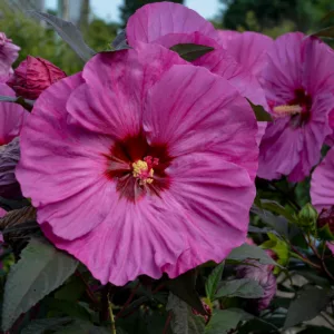 Hibiscus 'Berry Awesome', Rose Mallow 'Berry Awesome', Shrub Althea 'Berry Awesome', Summerific Collection, Flowering Shrub, Pink flowers, Pink Hibiscus