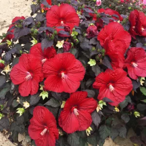 Hibiscus 'Holy Grail', Rose Mallow 'Holy Grail', Shrub Althea 'Holy Grail', Summerific Collection, Flowering Shrub, Red flowers, Red Hibiscus