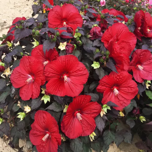 Hibiscus 'Holy Grail', Rose Mallow 'Holy Grail', Shrub Althea 'Holy Grail', Summerific Collection, Flowering Shrub, Red flowers, Red Hibiscus