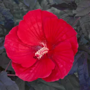 Hibiscus 'Midnight Marvel', Rose Mallow 'Midnight Marvel', Shrub Althea 'Midnight Marvel',Flowering Shrub, Red flowers, Red Hibiscus, Dark Foliage