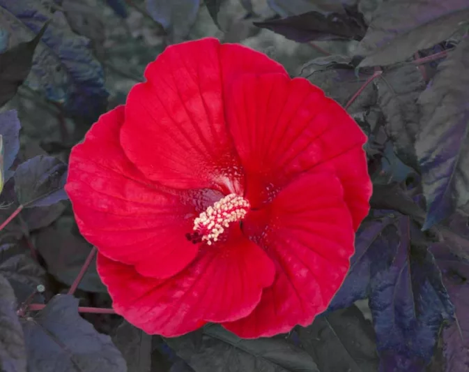 Hibiscus 'Midnight Marvel', Rose Mallow 'Midnight Marvel', Shrub Althea 'Midnight Marvel',Flowering Shrub, Red flowers, Red Hibiscus, Dark Foliage