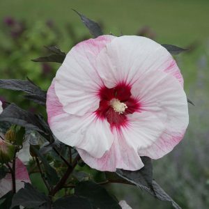 Hibiscus 'Perfect Storm', Rose Mallow 'Perfect Storm', Shrub Althea 'Perfect Storm', Flowering Shrub, Pink flowers, Pink Hibiscus