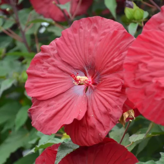 Hibiscus 'Vintage Wine', Rose Mallow 'Vintage Wine', Shrub Althea 'Vintage Wine, Flowering Shrub, Red flowers, Red Hibiscus