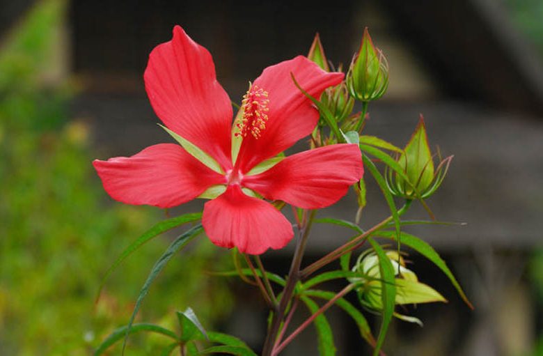 Hibiscus coccineus, Scarlet Rose Mallow, American Scarlet Rose Mallow, Swamp Hibiscus, Crimson Rosemallow, Wild Red Mallow, Texas Star Hibiscus, Flowering Shrub, Red flowers, Red Hibiscus