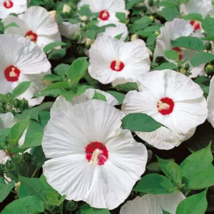 Hibiscus moscheutos 'Disco Belle White', Hardy Hibiscus 'Disco Belle White', Swamp Rose Mallow 'Disco Belle White' , Hibiscus 'Disco Belle White', Perennial Hibiscus 'Disco Belle White, Rose Mallow 'Disco Belle White', Flowering Shrub, White flowers, White Hibiscus
