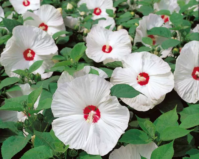 Hibiscus moscheutos 'Disco Belle White', Hardy Hibiscus 'Disco Belle White', Swamp Rose Mallow 'Disco Belle White' , Hibiscus 'Disco Belle White', Perennial Hibiscus 'Disco Belle White, Rose Mallow 'Disco Belle White', Flowering Shrub, White flowers, White Hibiscus