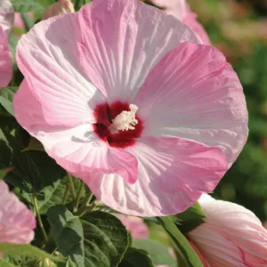 Hibiscus moscheutos 'Luna Pink Swirl', Hardy Hibiscus 'Luna Pink Swirl', Swamp Rose Mallow 'Luna Pink Swirl', Hibiscus 'Luna Pink Swirl', Perennial Hibiscus 'Luna Pink Swirl', Rose Mallow 'Luna Pink Swirl', Flowering Shrub, Pink flowers, Pink Hibiscus
