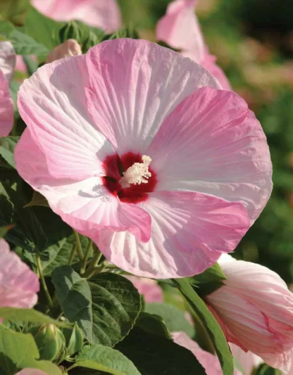 Hibiscus moscheutos 'Luna Pink Swirl', Hardy Hibiscus 'Luna Pink Swirl', Swamp Rose Mallow 'Luna Pink Swirl', Hibiscus 'Luna Pink Swirl', Perennial Hibiscus 'Luna Pink Swirl', Rose Mallow 'Luna Pink Swirl', Flowering Shrub, Pink flowers, Pink Hibiscus