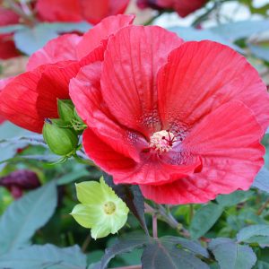 Hibiscus moscheutos 'Luna Red', Hardy Hibiscus 'Luna Red', Swamp Rose Mallow 'Luna Red' , Hibiscus 'Luna Red', Perennial Hibiscus 'Luna Red, Rose Mallow 'Luna Red', Flowering Shrub, Red flowers, Red Hibiscus