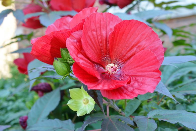 Hibiscus moscheutos 'Luna Red', Hardy Hibiscus 'Luna Red', Swamp Rose Mallow 'Luna Red' , Hibiscus 'Luna Red', Perennial Hibiscus 'Luna Red, Rose Mallow 'Luna Red', Flowering Shrub, Red flowers, Red Hibiscus
