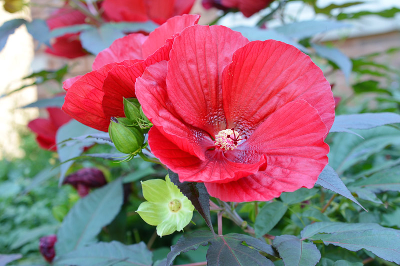 Hibiscus moscheutos 'Luna Red', Hardy Hibiscus 'Luna Red', Swamp Rose Mallow 'Luna Red' , Hibiscus 'Luna Red', Perennial Hibiscus 'Luna Red, Rose Mallow 'Luna Red', Flowering Shrub, Red flowers, Red Hibiscus