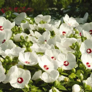 Hibiscus moscheutos 'Luna White', Hardy Hibiscus 'Luna White', Swamp Rose Mallow 'Luna White' , Hibiscus 'Luna White', Perennial Hibiscus 'Luna White, Rose Mallow 'Luna White', Flowering Shrub, White flowers, White Hibiscus