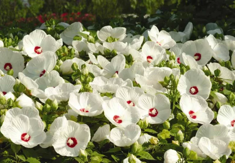 Hibiscus moscheutos 'Luna White', Hardy Hibiscus 'Luna White', Swamp Rose Mallow 'Luna White' , Hibiscus 'Luna White', Perennial Hibiscus 'Luna White, Rose Mallow 'Luna White', Flowering Shrub, White flowers, White Hibiscus