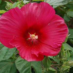 Hibiscus moscheutos 'Robert Fleming', Hardy Hibiscus 'Robert Fleming', Swamp Rose Mallow 'Robert Fleming', Hibiscus 'Robert Fleming', Perennial Hibiscus 'Robert Fleming', Rose Mallow 'Robert Fleming', Flowering Shrub, Red flowers, Red Hibiscus