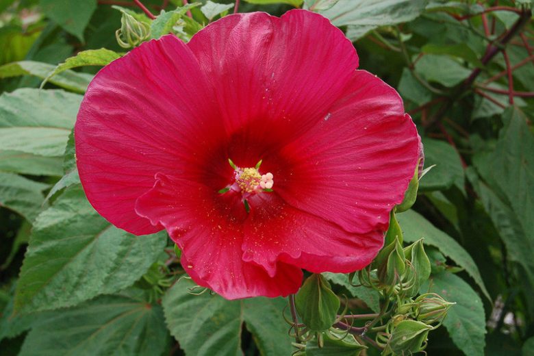 Hibiscus moscheutos 'Robert Fleming', Hardy Hibiscus 'Robert Fleming', Swamp Rose Mallow 'Robert Fleming', Hibiscus 'Robert Fleming', Perennial Hibiscus 'Robert Fleming', Rose Mallow 'Robert Fleming', Flowering Shrub, Red flowers, Red Hibiscus