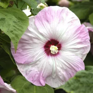 Hibiscus moscheutos 'Southern Belle', Hardy Hibiscus 'Southern Belle', Swamp Rose Mallow 'Southern Belle' , Hibiscus 'Southern Belle', Perennial Hibiscus 'Southern Belle, Rose Mallow 'Southern Belle', Flowering Shrub, White flowers, White Hibiscus