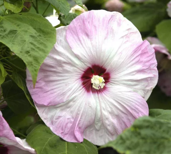 Hibiscus moscheutos 'Southern Belle', Hardy Hibiscus 'Southern Belle', Swamp Rose Mallow 'Southern Belle' , Hibiscus 'Southern Belle', Perennial Hibiscus 'Southern Belle, Rose Mallow 'Southern Belle', Flowering Shrub, White flowers, White Hibiscus