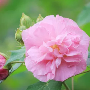 Hibiscus mutabilis, Confederate Rose, Confederate Rose Mallow, Confederate Vine, Cotton Rose , Flowering Shrub, White flowers, White Hibiscus, Pink flowers, Pink Hibiscus