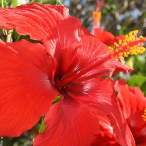 Hibiscus rosa-sinensis 'Brilliant', Chinese Hibiscus 'Brilliant', Tropical Hibiscus ''Brilliant', 'Brilliant' Hibiscus, Flowering Shrub, Red flowers, Red Hibiscus