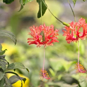 Hibiscus schizopetalus, Fringed Hibiscus, Coral Hibiscus, Japanese Hibiscus, Japanese Lantern , Flowering Shrub, red flowers, Red Hibiscus