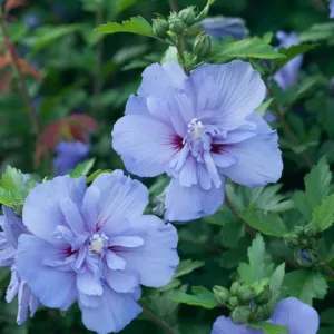 Hibiscus syriacus Blue Chiffon®, Rose of Sharon Blue Chiffon®, Shrub Althea Blue Chiffon®, Flowering Shrub, Blue flowers, Blue Hibiscus