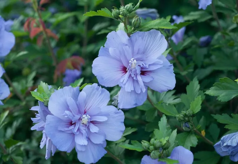 Hibiscus syriacus Blue Chiffon®, Rose of Sharon Blue Chiffon®, Shrub Althea Blue Chiffon®, Flowering Shrub, Blue flowers, Blue Hibiscus