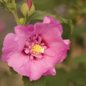 Hibiscus syriacus First Editions® Tahiti™, Rose of Sharon First Editions® Tahiti™, Shrub Althea First Editions® Tahiti™, Flowering Shrub, Pink flowers, Pink Hibiscus