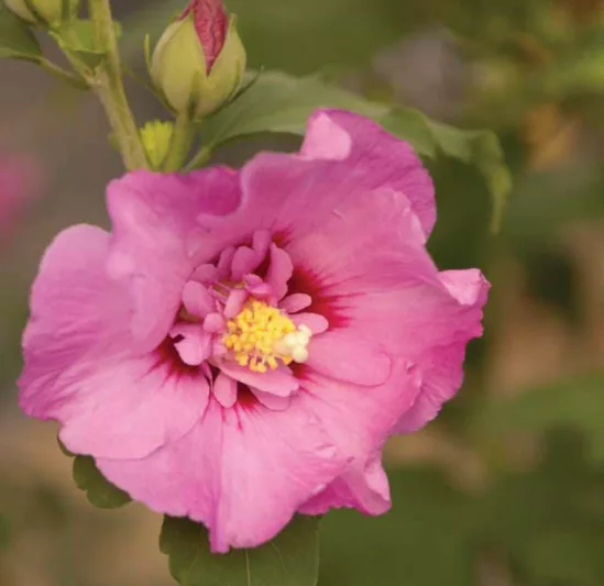 Hibiscus syriacus First Editions® Tahiti™, Rose of Sharon First Editions® Tahiti™, Shrub Althea First Editions® Tahiti™, Flowering Shrub, Pink flowers, Pink Hibiscus