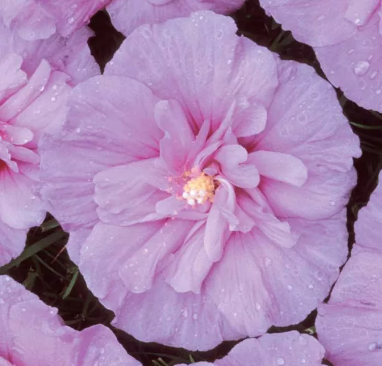 Hibiscus syriacus Lavender Chiffon®, Rose of Sharon Lavender Chiffon®, Shrub Althea Lavender Chiffon®, Flowering Shrub, Lavender flowers, Lavender Hibiscus