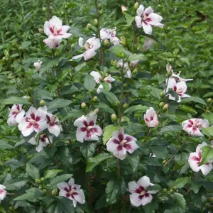 Hibiscus syriacus Lil' Kim®, Rose of Sharon Lil' Kim®, Shrub Althea Lil' Kim®, Hibiscus Lil' Kim®, Hibiscus syriacus 'Antong Two', Flowering Shrub, White flowers, White Hibiscus
