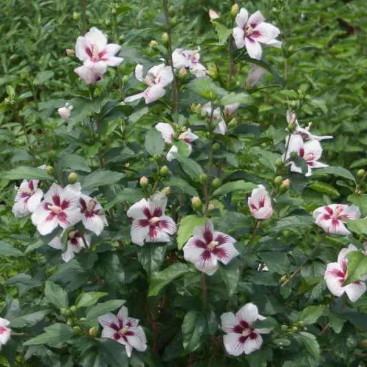 Hibiscus syriacus Lil' Kim®, Rose of Sharon Lil' Kim®, Shrub Althea Lil' Kim®, Hibiscus Lil' Kim®, Hibiscus syriacus 'Antong Two', Flowering Shrub, White flowers, White Hibiscus